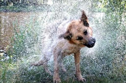 В Киеве запретили купать собак в фонтанах